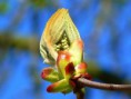 CHESTNUT BUD